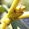 Abb. Knospe Abb. Knospe