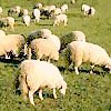 Abb. Schafe und Lämmer auf der Weide