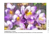 Puzzlebild Nr.6, Frühling Krokusse mit Biene (25 Teile) - Kindergottesdienst