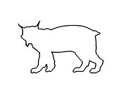 Zum Bild „Luchs“ - Kindergottesdienst