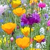Blumenwiese