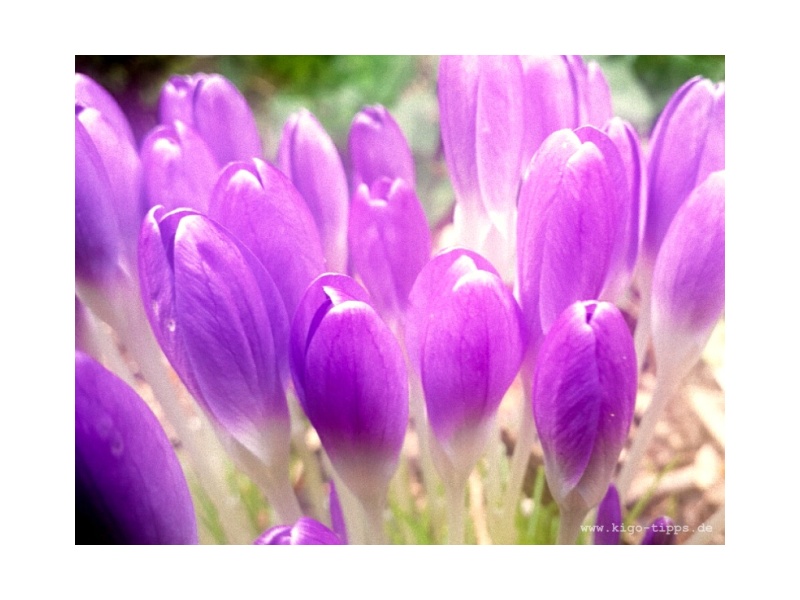 Abb. Erste Blumen im Frühling - Kindergottesdienst