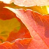 Abb. Leuchtend bunte Herbstblätter