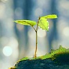 Abb. Winziger Baum im Wald
