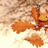 Abb. Ein Blatt fällt vom Baum