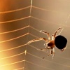 Abb. Eine Spinne baut an ihrem Netz