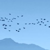 Abb. Zugvögel