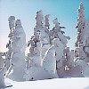 Kindergottesdienst - Abb. Bäume im Schnee