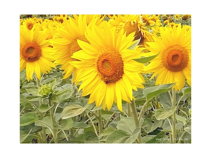 Abb. Sonneblumen im Sommer - Kindergottesdienst