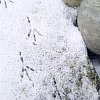 Abb. Vogelspuren im Schnee