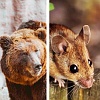 Abb. Bär und Maus
