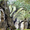 Abb. Olivenbäume im Jerusalemer Garten Gethsemane