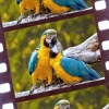 Abb. Tierfilm