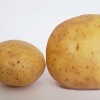 Abb. Zwei verschieden große Kartoffeln
