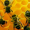 Bienenwaben