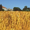Abb. Feld reif zur Ernte