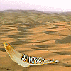 Abb. Unterkiefer eines Esels in der Wüste